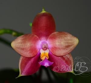 Phalaenopsis Penang Girl