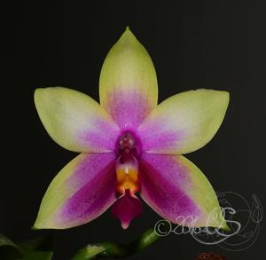 Phalaenopsis Meidarland Bellina Age