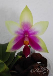 Phalaenopsis Meidarland Bellina Age