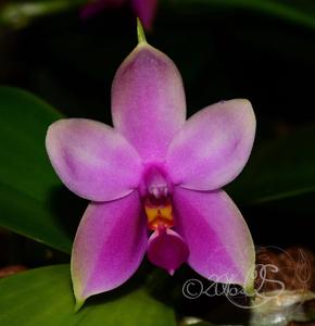 Phalaenopsis Samera