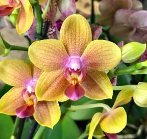 Phalaenopsis Younghome Little Sakura-Sogo Lawrence