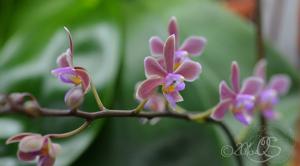 Phalaenopsis Braquestris Melmi