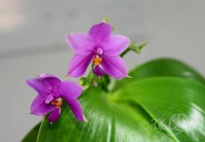 Phalaenopsis Shingher Pure Love