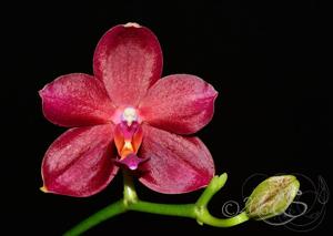 Phalaenopsis Chienlung Red Parrot