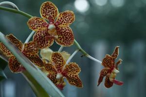 Vanda Happy Smile