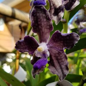 Vanda Sandra Gail Hatos