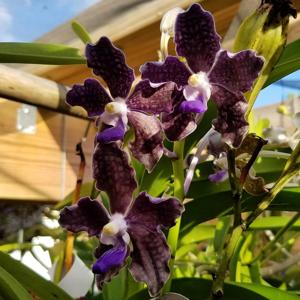 Vanda Sandra Gail Hatos