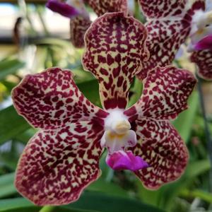 Vanda First and Last