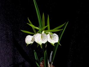 Brassocattleya Green Bird