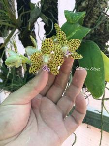 Phalaenopsis Little One