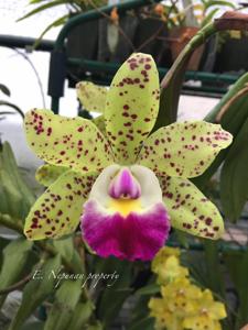 Cattleya Lucky Charms