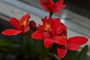 Epidendrum Crystal Valley