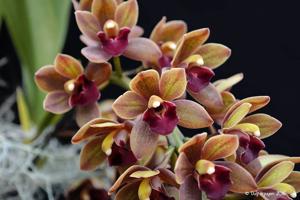 Cymbidium Dick Doran