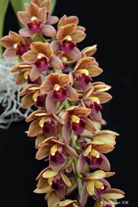 Cymbidium Dick Doran