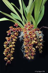 Cymbidium Dick Doran