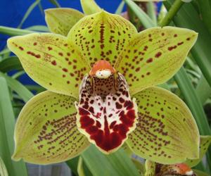 Cymbidium Annette Funichello