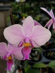 Phalaenopsis veitchiana