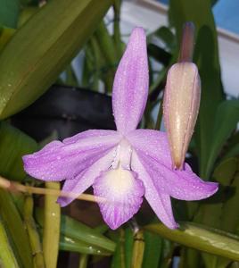 Cattleya fidelensis