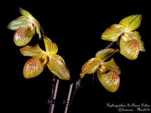 Paphiopedilum In-Charm Golden