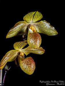 Paphiopedilum In-Charm Golden