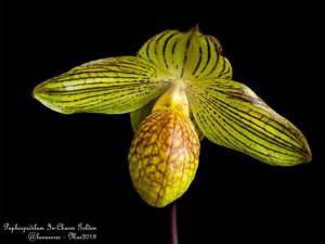 Paphiopedilum In-Charm Golden