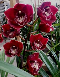 Cymbidium Blazing Fury