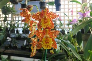 Oncidium Tiger Brew