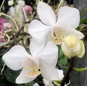 Phalaenopsis intermedia