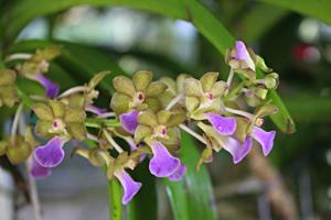 Vandachostylis Thai Noi