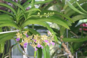 Vandachostylis Thai Noi