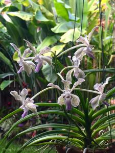 Papilionanda Pohchang
