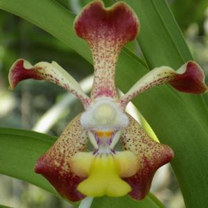 Vanda Trimerrill