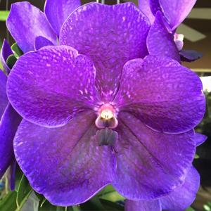 Vanda Robert's Delight