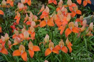 Disa Oak Valley