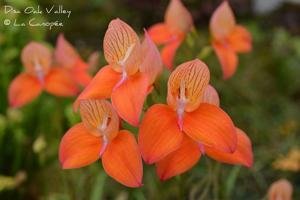 Disa Oak Valley