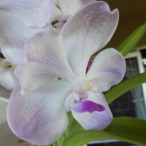 Vanda Edwin's White Romance