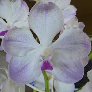 Vanda Edwin's White Romance