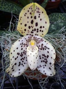 Paphiopedilum wenshanense