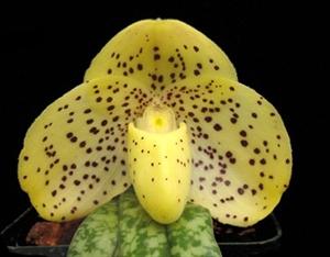 Paphiopedilum wenshanense