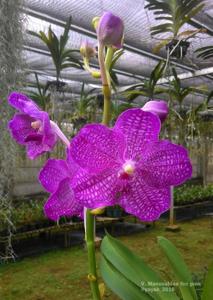 Vanda Manuvadee