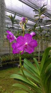 Vanda Manuvadee