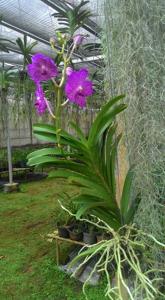 Vanda Manuvadee