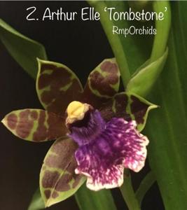 Zygopetalum Artur Elle