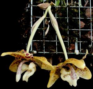 Stanhopea hernandezii