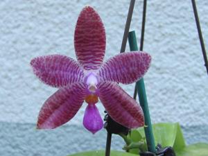 Phalaenopsis Luedde-violacea