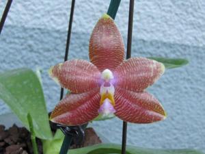 Phalaenopsis Malibu Imp