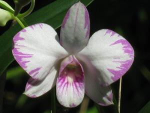 Dendrobium Enobi Purple