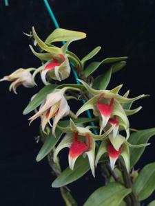 Dendrobium Peng Seng