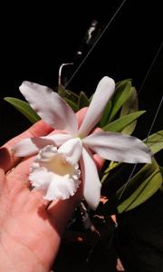 Cattleya Carol Ackerson