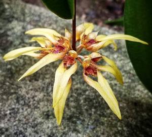 Bulbophyllum Sri Phuket